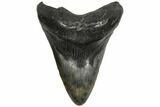 Fossil Megalodon Tooth - South Carolina #186665-1